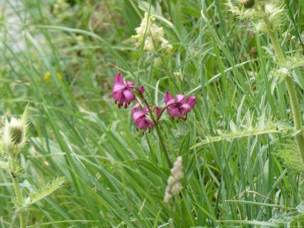 2026-07-21-SAC-Mesmer-Altenalp-023