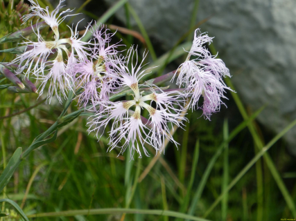 2026-07-21-SAC-Mesmer-Altenalp-028