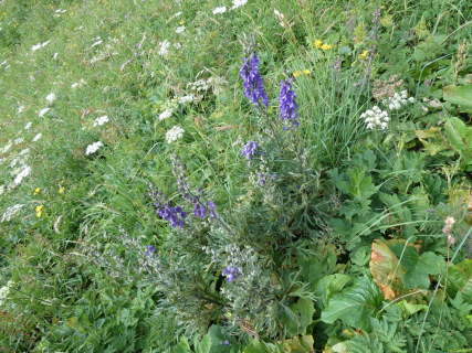 2026-07-21-SAC-Mesmer-Altenalp-032