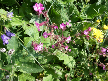 2026-07-21-SAC-Mesmer-Altenalp-035