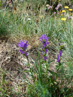 2026-07-21-SAC-Mesmer-Altenalp-041