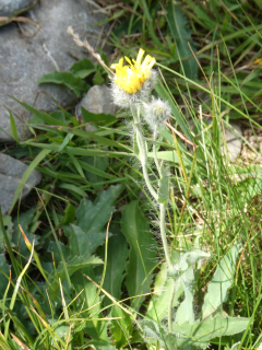 2026-07-21-SAC-Mesmer-Altenalp-046