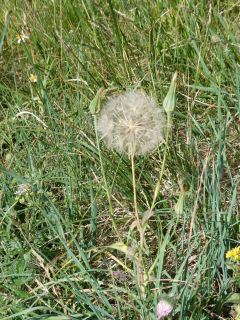 2026-07-21-SAC-Mesmer-Altenalp-047