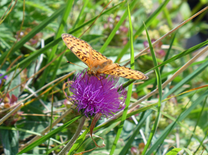 2026-07-21-SAC-Mesmer-Altenalp-054_bearbeitet-1