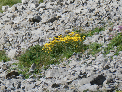 2026-07-21-SAC-Mesmer-Altenalp-058