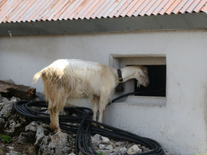 2026-07-21-SAC-Mesmer-Altenalp-090