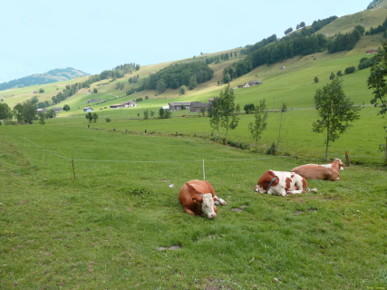 2026-07-21-SAC-Mesmer-Altenalp-135_bearbeitet-1