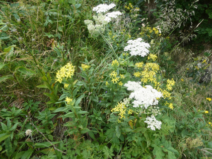2026-07-20-SAC-Saentis-Mesmer-042