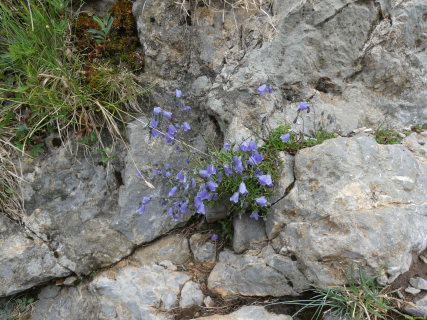 2026-07-20-SAC-Saentis-Mesmer-043