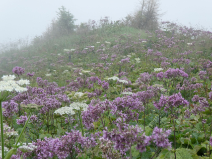 2026-07-20-SAC-Saentis-Mesmer-059
