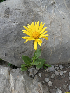 2026-07-20-SAC-Saentis-Mesmer-101