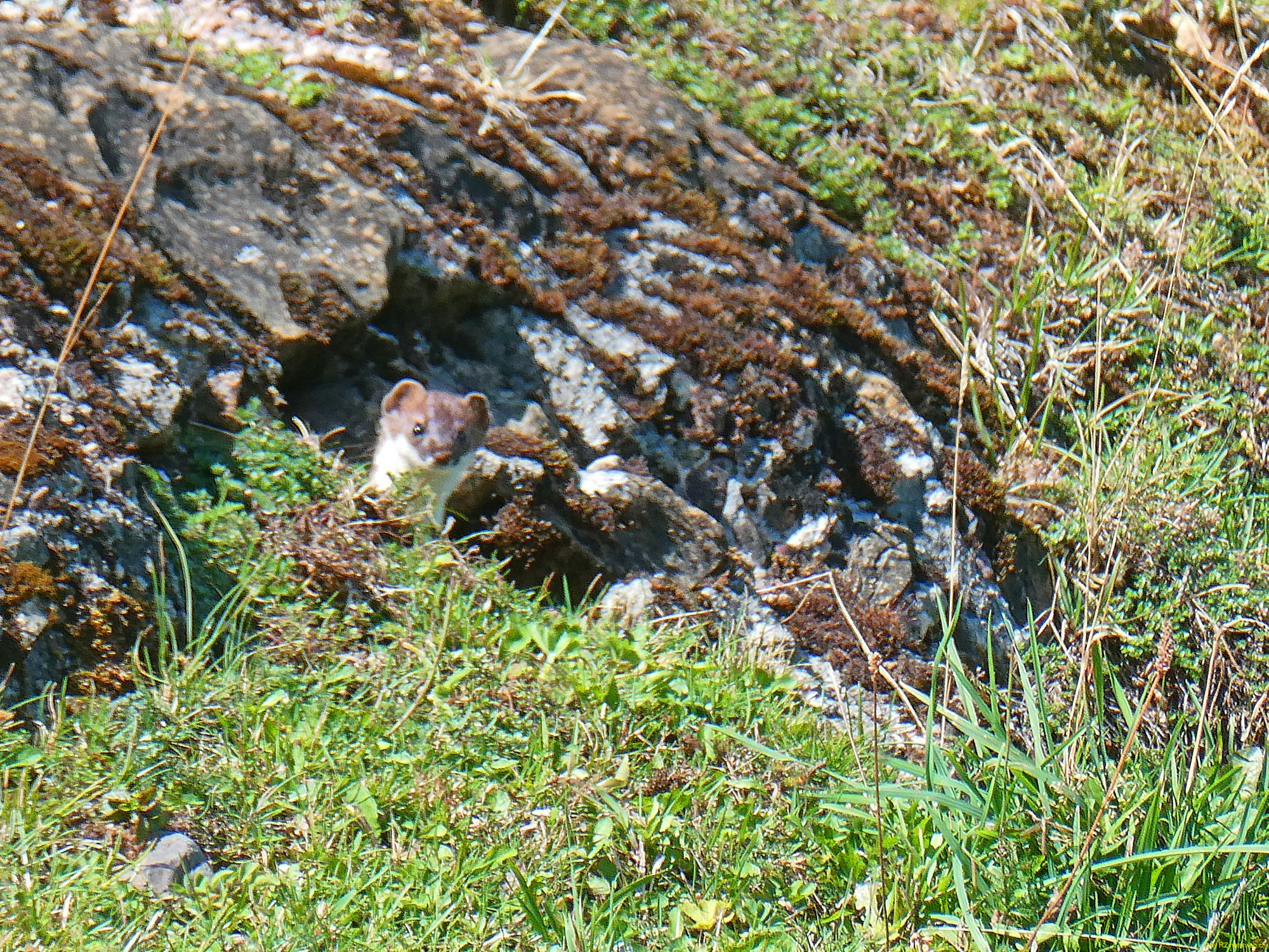 2026-09-01-SAC-A-Urmiberg-076_bearbeitet-1