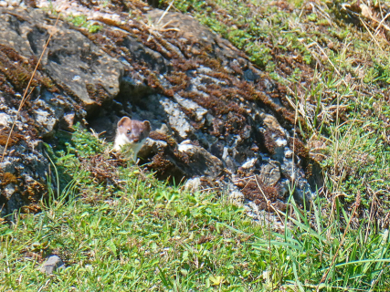 2026-09-01-SAC-A-Urmiberg-076_bearbeitet-1
