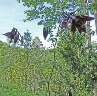 2026-05-19-SAC-Kyburg-Eschentu-009_bearbeitet-1