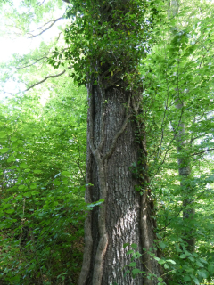 2026-05-19-SAC-Kyburg-Eschentu-016