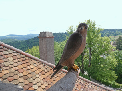2026-05-19-SAC-Kyburg-Eschentu-070_bearbeitet-1