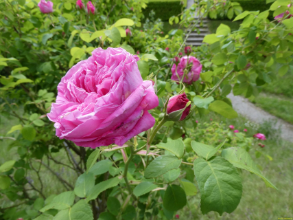 2026-05-19-SAC-Kyburg-Eschentu-083