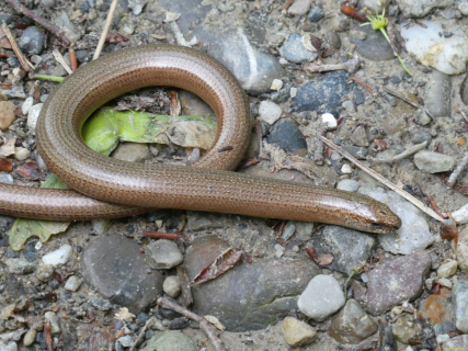 2026-05-19-SAC-Kyburg-Eschentu-096