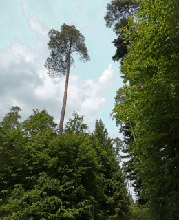 2026-05-19-SAC-Kyburg-Eschentu-102_bearbeitet-1