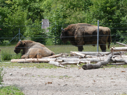 2026-05-19-SAC-Kyburg-Eschentu-132