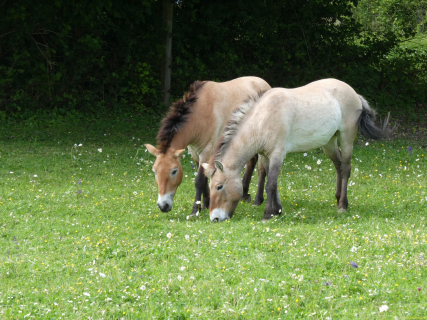 2026-05-19-SAC-Kyburg-Eschentu-136