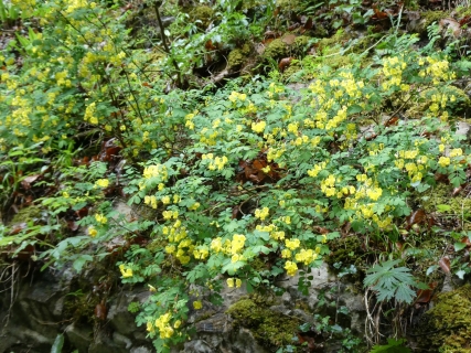 2026-05-12-SAC-RS-Oerflaschluch-029