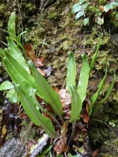2026-05-12-SAC-RS-Oerflaschluch-030