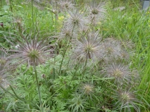 2026-05-12-SAC-RS-Oerflaschluch-098