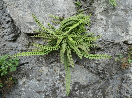2026-05-12-SAC-RS-Oerflaschluch-107