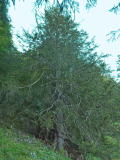 2026-07-28-SAC-A-Bogartenfirst-020_bearbeitet-1