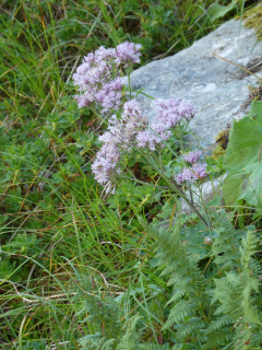 2026-07-28-SAC-A-Bogartenfirst-044