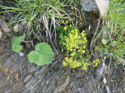 2026-07-28-SAC-A-Bogartenfirst-061