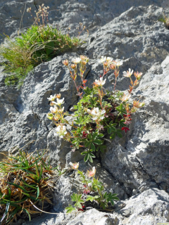 2026-07-28-SAC-A-Bogartenfirst-076_bearbeitet-1