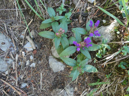 2026-07-28-SAC-A-Bogartenfirst-094