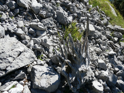 2026-07-28-SAC-A-Bogartenfirst-099