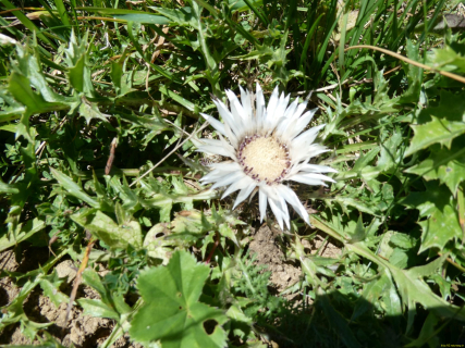 2026-07-28-SAC-A-Bogartenfirst-157