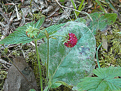 2026-07-28-SAC-A-Bogartenfirst-176_bearbeitet-1