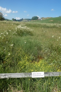 2026-07-09-SAC-Barfussweg-Goba-26