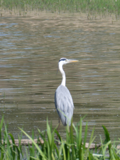 2026-05-10-Muttert-Alter-Rhein-14