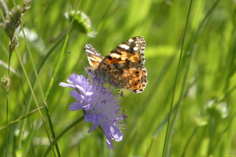 2026-06-07-TiefenkastelFilisur-030