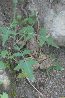 2026-07-07-SAC-Tiefenc-Filisur-043-1