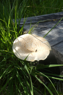 2026-07-07-SAC-Tiefenc-Filisur-057-1