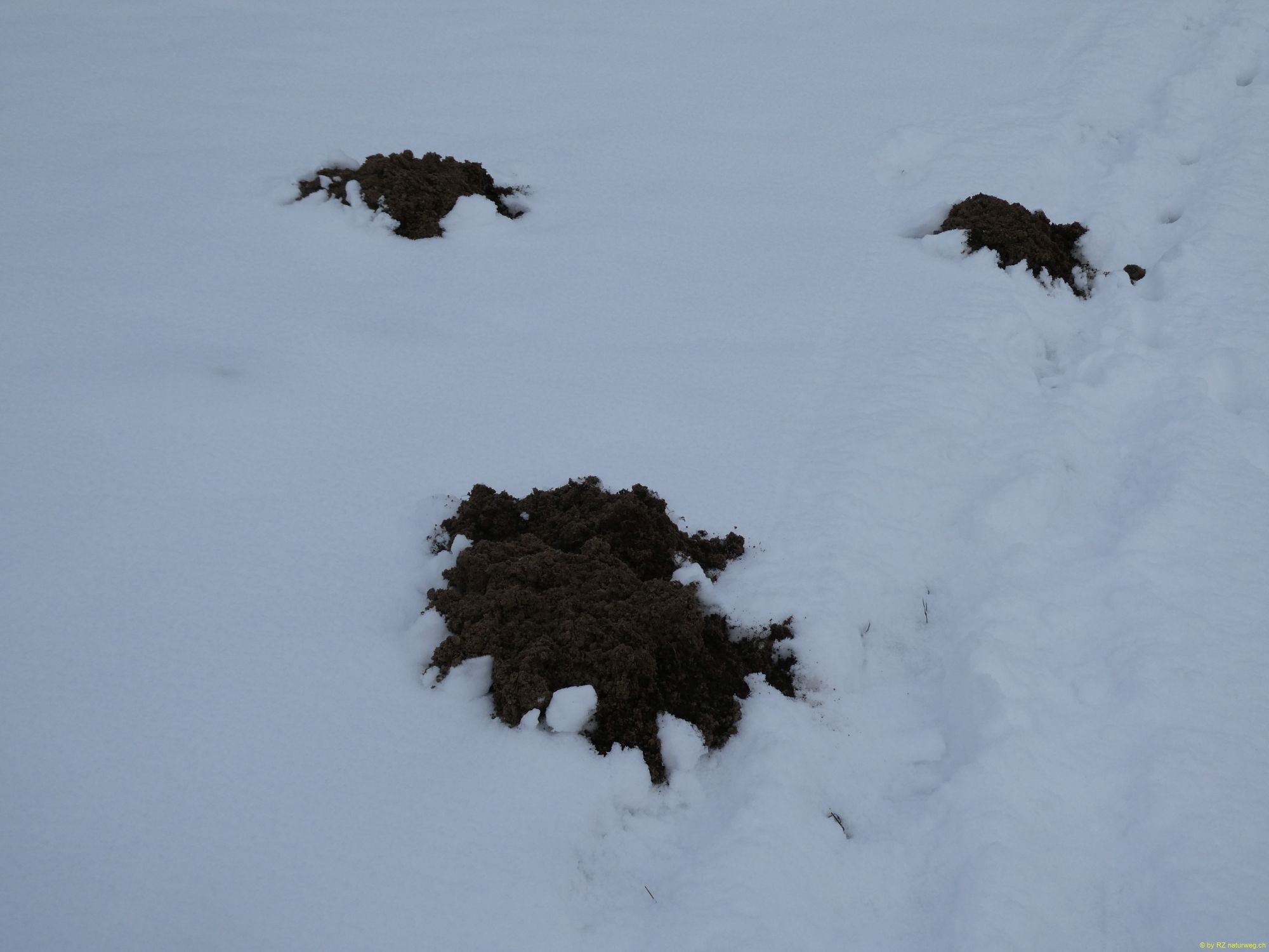 2026-01-06-SAC-RS-Hundwiler-Hoe-58