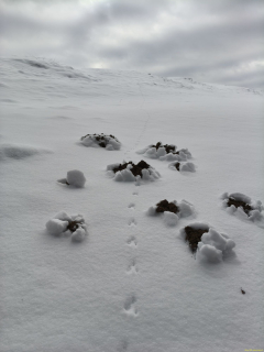 IMG-20260107-WA0003