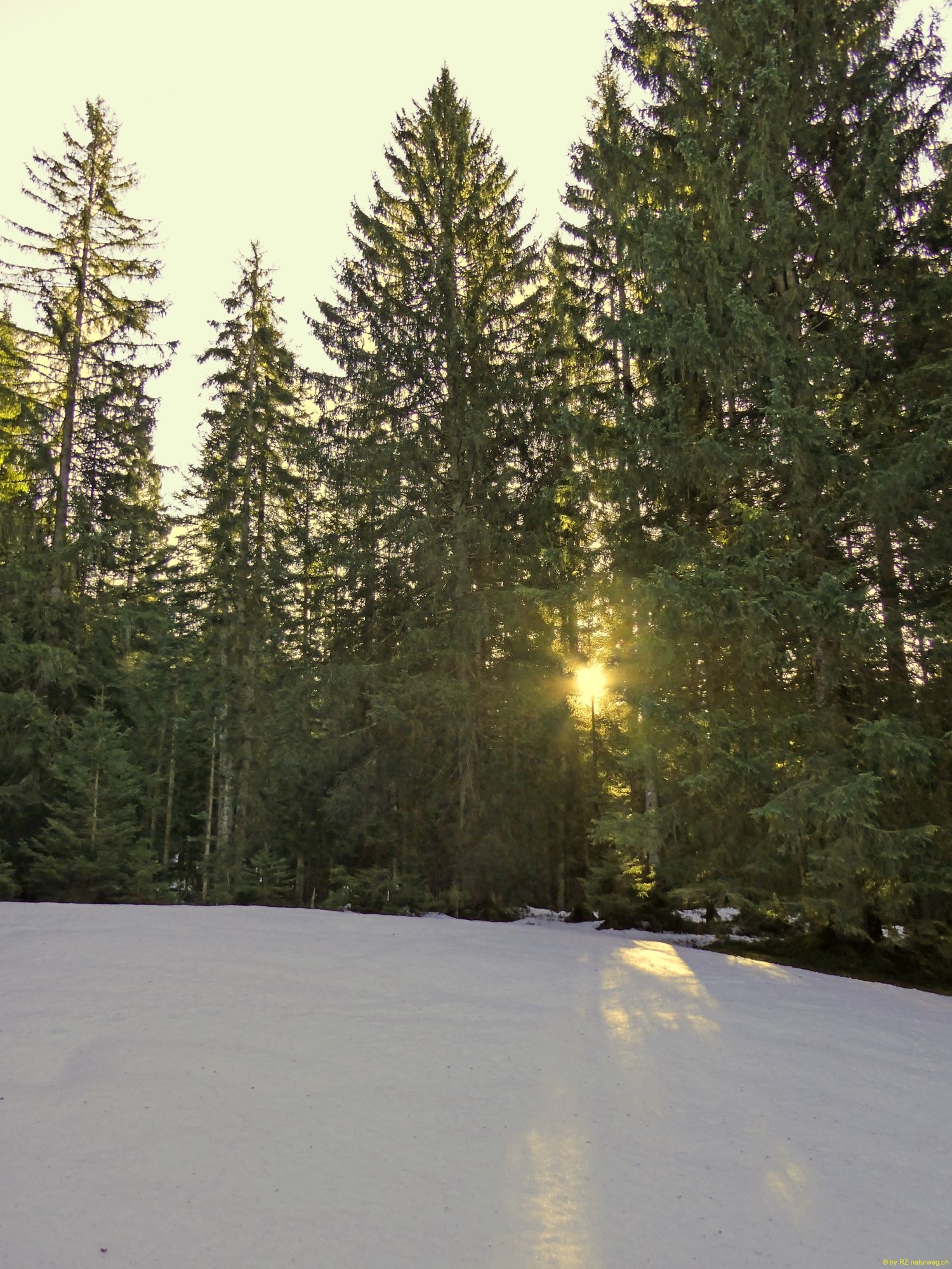 2026-01-20-SAC-Ski-LaternsNobs-017_bearbeitet-1