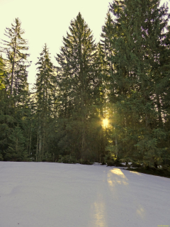 2026-01-20-SAC-Ski-LaternsNobs-017_bearbeitet-1