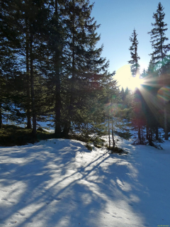 2026-01-20-SAC-Ski-LaternsNobs-024_bearbeitet-1