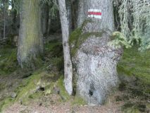 2026-01-20-SAC-Ski-LaternsNobs-022