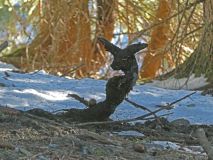 2026-01-20-SAC-Ski-LaternsNobs-050_bearbeitet-1