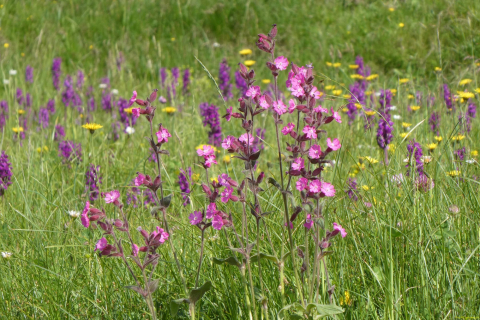 2026-06-23-SAC-Suenserspitze-068